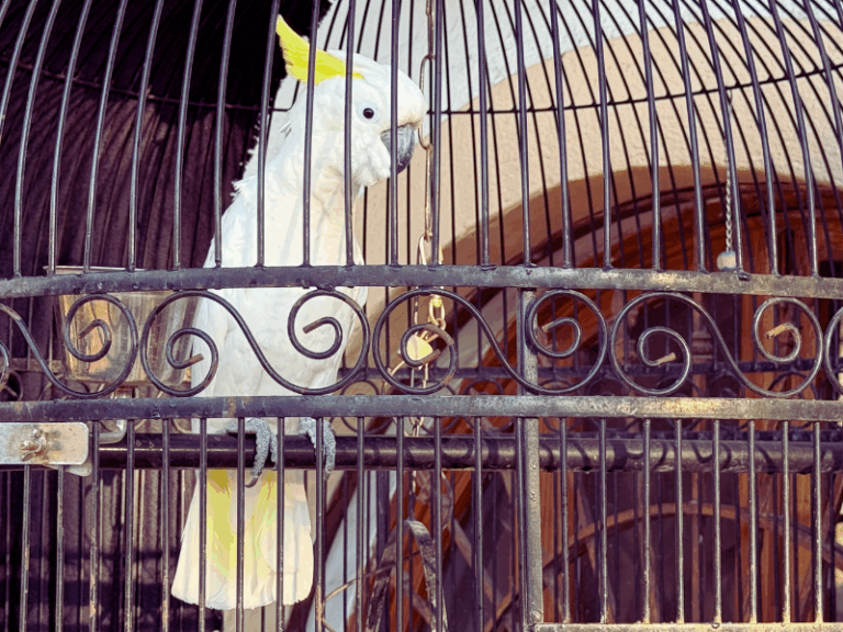 Tropical vacation camper rental in Puerto Vallarta with private garden patio and palm trees